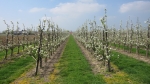 Fruitteler in Houten vreest dat hagelbuien toenemen door zonnepark